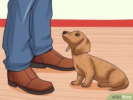 Imagen titulada Train Dachshunds Step 9