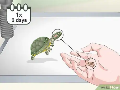 Imagen titulada Feed a Red‐Eared Slider Turtle Step 6