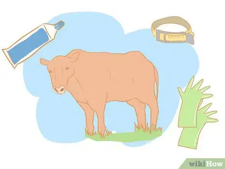 Imagen titulada Collect Semen from a Bull for a Breeding Soundness Exam Step 1