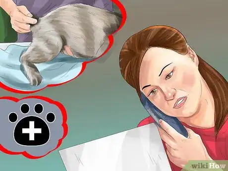Imagen titulada Help Your Cat Who Had a Miscarriage Step 6