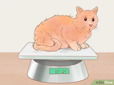 Imagen titulada Know if Your Cat Is Sick Step 6