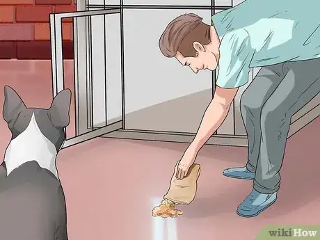 Imagen titulada Train Boston Terriers Step 3
