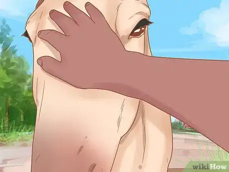 Imagen titulada Join Up With a Horse Step 15