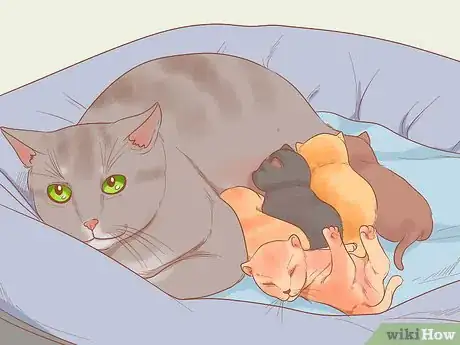 Imagen titulada Pick Up a Kitten Step 3