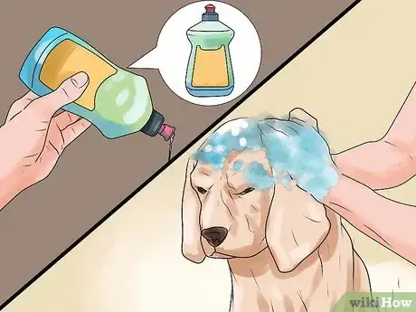 Imagen titulada Rid Your Pet of Fleas Step 6