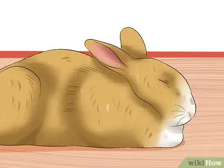 Imagen titulada Treat Digestive Problems in Rabbits Step 3