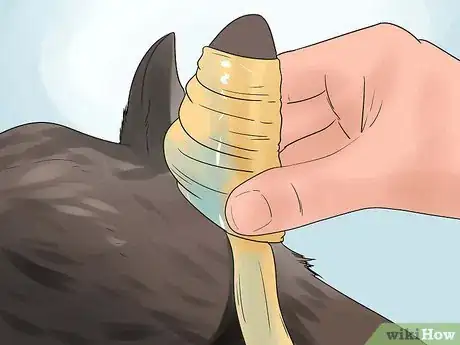 Imagen titulada Tape Up Stubborn German Shepherd Puppy Ears Step 7