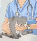 salvar a un gato que se está ahogando