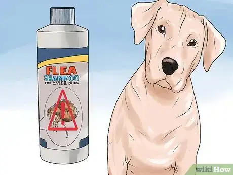 Imagen titulada Rid Your Pet of Fleas Step 7