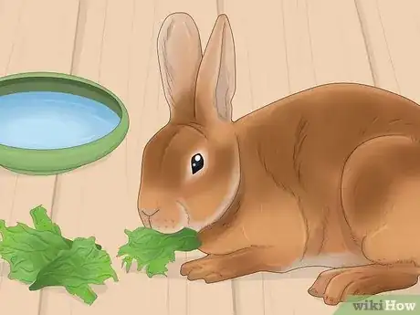 Imagen titulada Treat Diarrhea in Rabbits Step 14