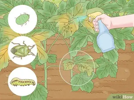 Imagen titulada Grow Okra Step 10
