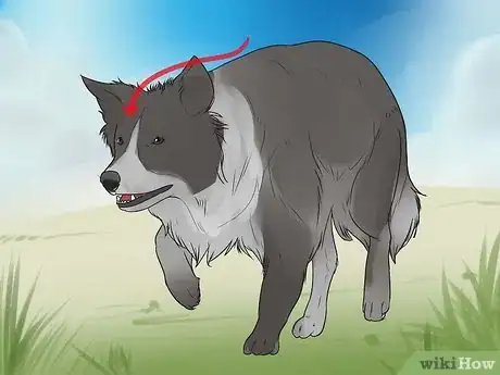 Imagen titulada Train Border Collies Step 28