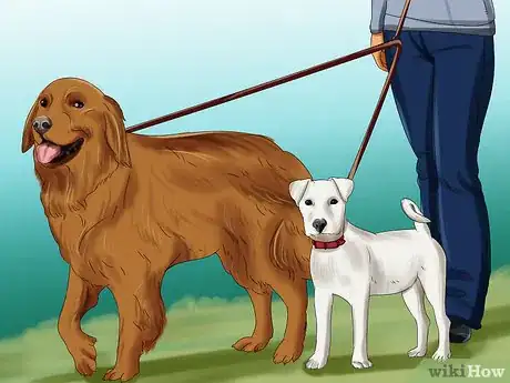 Imagen titulada Introduce a Puppy to a Dog Step 3