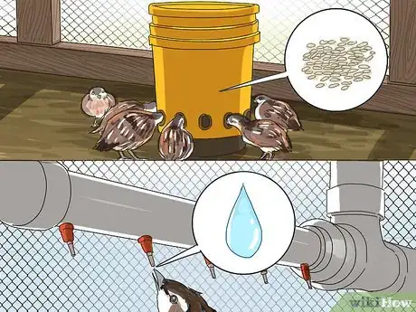 Imagen titulada Build a Quail Habitat Step 8