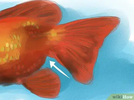 Imagen titulada Tell if Your Goldfish Is a Male or Female Step 5