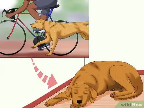 Imagen titulada Train Your Dog to Be Calm Step 12