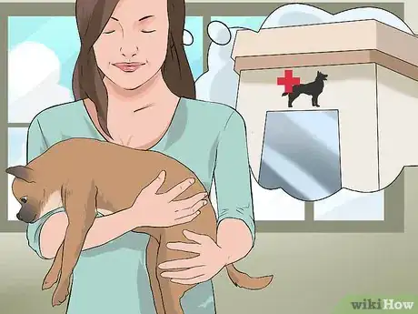 Imagen titulada Treat Eye Problems in Boston Terriers Step 11