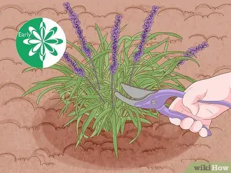 Imagen titulada Grow Monkey Grass from Seed Step 13