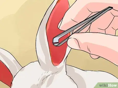 Imagen titulada Clean Your Rabbit's Ears Step 6