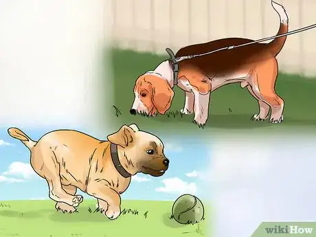 Imagen titulada Get a Puppy to Stop Crying Step 3