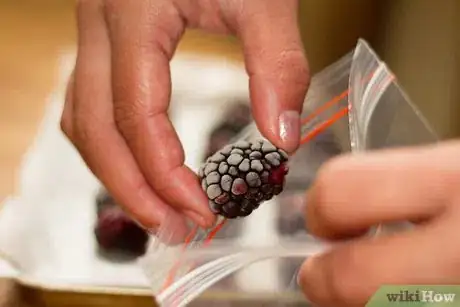 Imagen titulada Freeze Blackberries Step 5