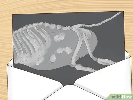 Imagen titulada Breed Pit Bulls Step 15