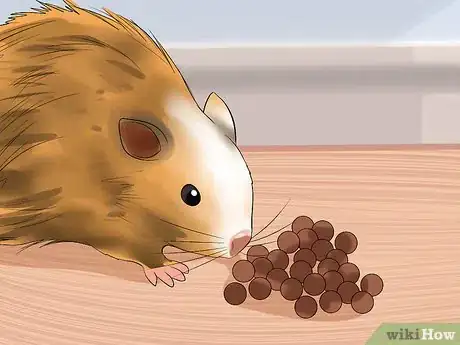 Imagen titulada Stop a Guinea Pig from Shedding Step 7