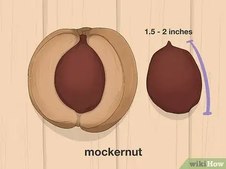 Imagen titulada Identify Hickory Nuts Step 14