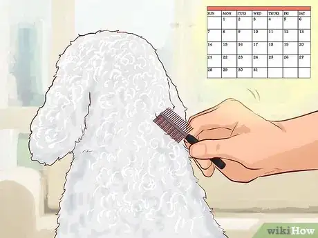Imagen titulada Care for a Toy Poodle Step 6