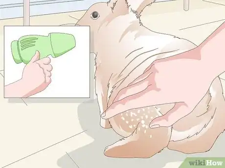 Imagen titulada Keep Your Rabbit's Fur Clean and Untangled Step 7