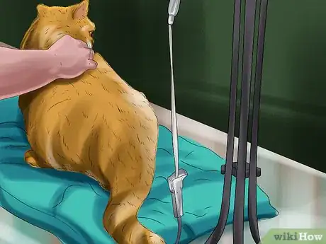 Imagen titulada Help a Cat That Swallowed String Step 4