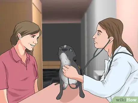 Imagen titulada Treat Eye Problems in Boston Terriers Step 15