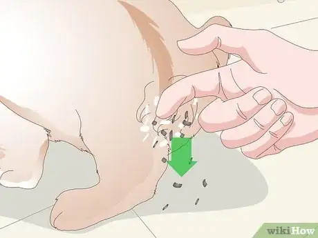Imagen titulada Keep Your Rabbit's Fur Clean and Untangled Step 6
