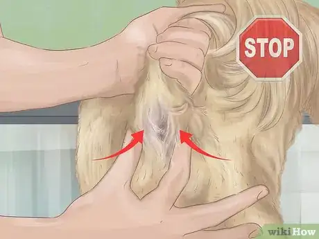 Imagen titulada Express a Dog's Anal Gland Step 13