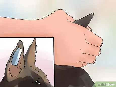 Imagen titulada Tape Up Stubborn German Shepherd Puppy Ears Step 6