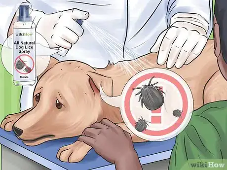 Imagen titulada Get Rid of Lice Step 11