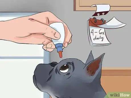 Imagen titulada Treat Eye Problems in Boston Terriers Step 16