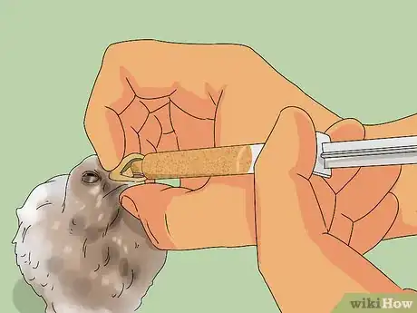 Imagen titulada Care for a Fledgling Pigeon Step 4