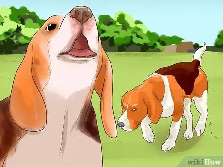 Imagen titulada Train a Dog for Rabbit Hunting Step 15