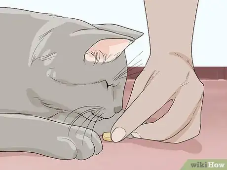 Imagen titulada Attract Cats Step 10
