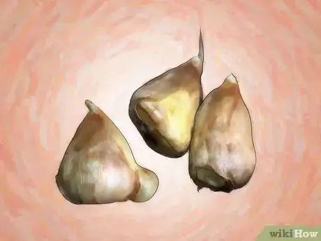 Imagen titulada Grow Freesias Step 2