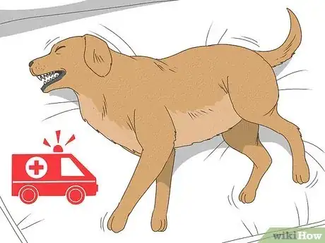 Imagen titulada Care for a Sick Dog Step 2