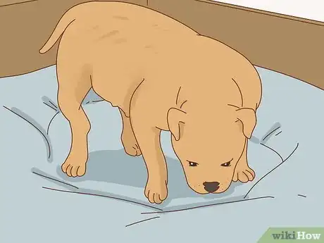 Imagen titulada Breed Pit Bulls Step 16