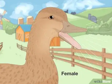 Imagen titulada Tell the Difference Between Male and Female Ducks Step 5