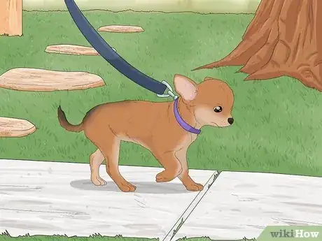 Imagen titulada Potty Train a Chihuahua Step 4