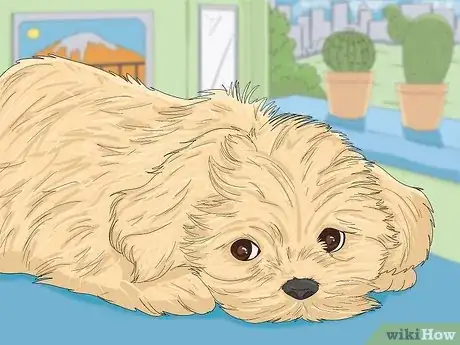 Imagen titulada Take Care of a Shih Tzu Step 10