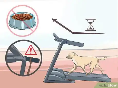 Imagen titulada Get a Dog to Use a Treadmill Step 10