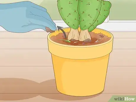Imagen titulada Get Rid of Cactus Bugs Step 11