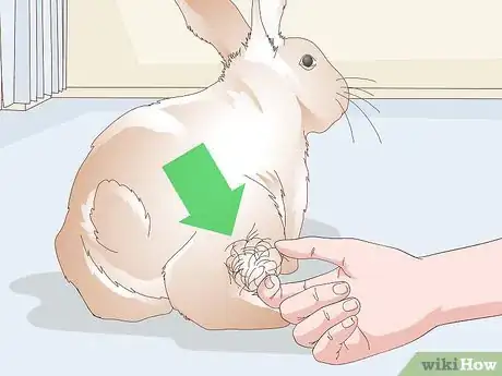 Imagen titulada Keep Your Rabbit's Fur Clean and Untangled Step 1