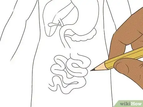 Imagen titulada Draw a Model of the Digestive System Step 8